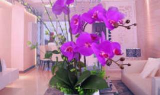 花卉生产与花艺 花卉生产与花艺